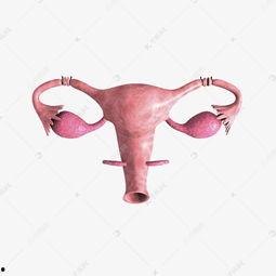 .少女生殖器图片,少女生殖器图解与知识普及